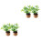 4Pcs Miniature Mini Potted Plants Artificial Tiny House Decorations 4