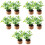 10Pcs Tiny Miniature Plants Artificial Potted Flowers for Desk Decor 9