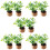 10Pcs Tiny Miniature Plants Artificial Potted Flowers for Desk Decor 10