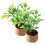 10Pcs Tiny Miniature Plants Artificial Potted Flowers for Desk Decor 2