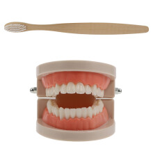 4Sets Oral Cavity Teeth Study Supplies Assorted Colors