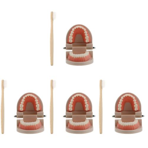 4Sets Oral Cavity Teeth Study Supplies Assorted Colors 2