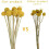 Craspedia Fleurs séchées Boules jaunes Billy 30 pièces 5