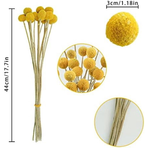 Flori uscate galbene Billy Balls, 30 de tulpini 2