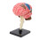 Modèle du cerveau : structure neuroanatomique, plastique, base 7