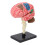Modèle du cerveau : structure neuroanatomique, plastique, base 12