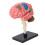 Modèle du cerveau : structure neuroanatomique, plastique, base 11