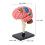 Modèle du cerveau : structure neuroanatomique, plastique, base 2