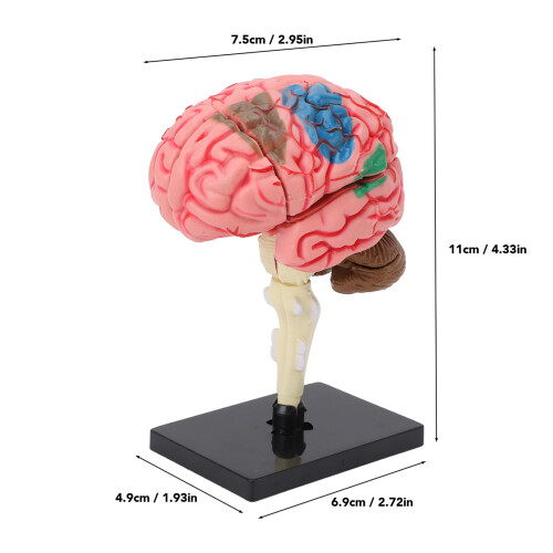 Modèle du cerveau : structure neuroanatomique, plastique, base 1