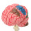 Modèle du cerveau : structure neuroanatomique, plastique, base 10