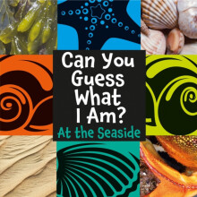 Can You Guess What I Am At the Seaside by J.P. Percy Paperback Book