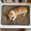 Heated Cat Bed Self-Warming Mat 40x50cm Coffee 5
