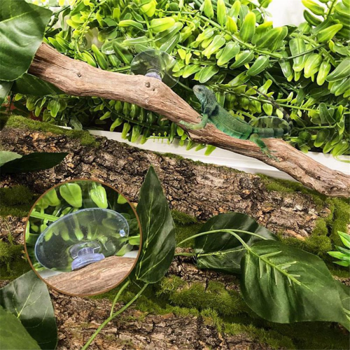 Κλαδιά ερπετών για αναρρίχηση Κλάδος γενειοφόρου δράκου Φυσικές 1