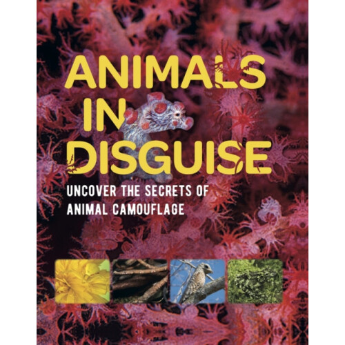 Animals in Disguise by Michael Bright Paperback Book