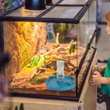 OUNONA Reptilmatningsskål och automatisk vattenautomat för skäggagam, ödla, groda, gekko, eremitkräfta – Kompatibel med små reptiler