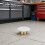 2Stk Robuste Weiße Sprinklerabdeckplatten Verdeckt Für Innenbereiche 6