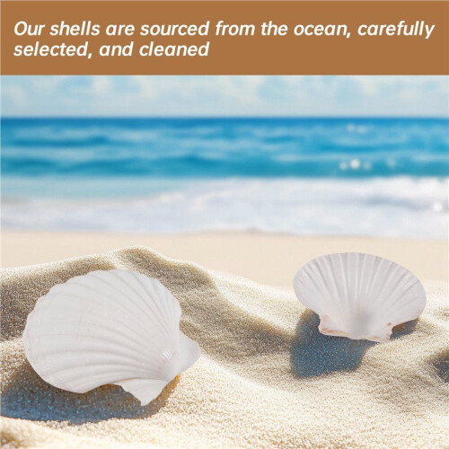 15 PeçAs Natural Sea Shell  Branco, Conchas de Vieira de 4-4,7 Polegadas para Artesanato DIY, Servir Comida, Assar e Mais 2