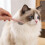 Haustier Gesichts Katzen Augenpflege Rosa 5