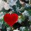 Flocked Heart Ornaments 4.5 cm 12-Pack 6
