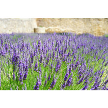 The Mixed Lavender Selection in Large 2/3 Litre Pots By Direct Plants Pack of 24