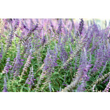 The Mixed Salvia Selection in Large 2/3 Litre Pots By Direct Plants Pack of 6