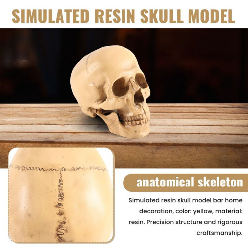 Model 1: 1 Resin Human Skull Anatomical Teaching Decoration Yellow 1