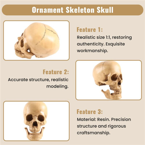 Model 1: 1 Resin Human Skull Anatomical Teaching Decoration Yellow 2
