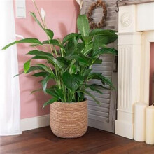 Pot de Fleurs en Jonc de Mer - Pot de Fleurs Tissé - Panier à Plantes DéCoratif avec Film Plastique de Style Boho S