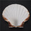 15 PeçAs Natural Sea Shell  Branco, Conchas de Vieira de 4-4,7 Polegadas para Artesanato DIY, Servir Comida, Assar e Mais 8