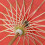 Plum Blossom Pattern Red Bamboo 31.5" Dia Oriental Umbrella Parasol 6