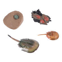 Simulering HäStskokrabbor TillväXtcykelmodell, Insekts Livscykel Actionfigurer Modell Liv Kognitionsmodell Ornament