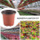 200 PçS 4 Polegadas Mudas de Flores de PláStico Suprimentos de Viveiro Vaso/Vasos Recipientes Vasos de Sementes Vasos de PlantaçãO 2