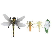 Life Cycle of A Dragonfly Insects Life Cycles Growth Model Children Animal Growth Cycle Science Educational Toys