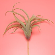 4Pack Artificial Pineapple Grass Air Plants Fake Flowers Faux Flocking Tillandsia Bromeliads Home Garden Decor