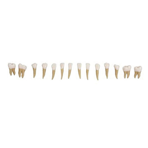 28Pcs Tooth Model 1:1 Permanent Teeth Model Dental Resin Tooth Demonstration Tooth Education Teach Study 2