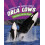 Orca Cows by Jaclyn Jaycox Hardcover Book 1