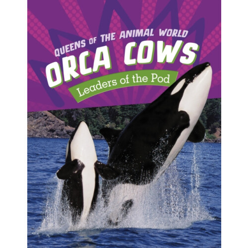 Orca Cows by Jaclyn Jaycox Hardcover Book