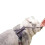 Halti (M, Grey) Halti Anatomy Dog Harness 3