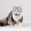 2Pcs Adjustable Transparent Cat Muzzle Bite-Proof Grooming Hood 7
