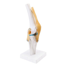 Anatomical Medical Knee Joint with Ligaments Model,Life Size,Orthopedic Teaching Demonstration