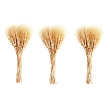 Tallos de Trigo Secos, 300 Tallos de Gavillas de Trigo para Decorar la Cocina la Casa la Mesa de la Boda (15,7 Pulgadas)
