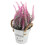 2Pcs Artificial Bonsai Plants Multi Color Plastic Iron Desktop Decor 2