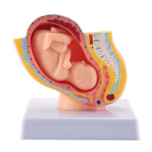 CiążA U CzłOwieka RozwóJ PłOdu 9. MiesiąC Zarodkowy Model Miednicy PłóD CiążA PłOdu Anatomia Modelu łOżYska