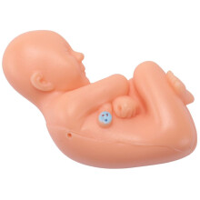 Human Pregnancy Fetal Development 9Th Month Embryonic Pelvic Model Fetus Foetus Pregnancy Anatomy of the Placenta Model