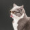 2Pièces Lunettes De Pour Animaux Café Résistantes 6