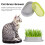 4Pcs Convenient White Cat Grass Planter Hydroponic Pet Box 11