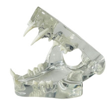 ModèLe Anatomique de Dents Canines Transparentes, Animaux Dentaires, Mâchoire Buccale pour Outil éDucatif VéTéRinaire (Chat)