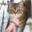 4Pcs Convenient Pink Plastic Cat Feeding Spoon Dirt-Free Design 4