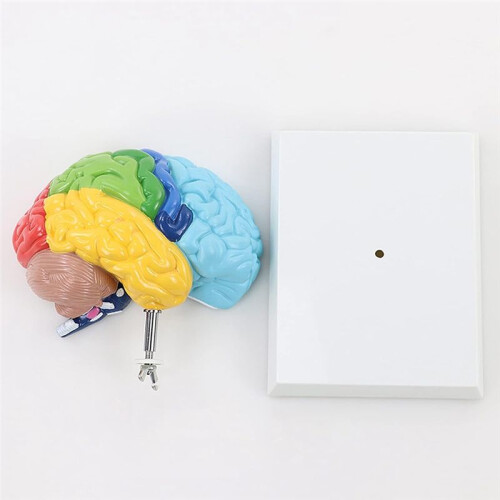 Right Hemisphere of Brain Human Body Model Education Brain Model 1:1 for Student Teaching Study Assembling Model 1