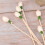 20Stk Blüten Diffuser Sticks Beige Ideal Für Ätherische Öle 11